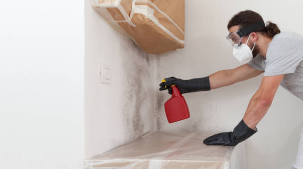 Professional Mold Removal technician working in Arlington, MN